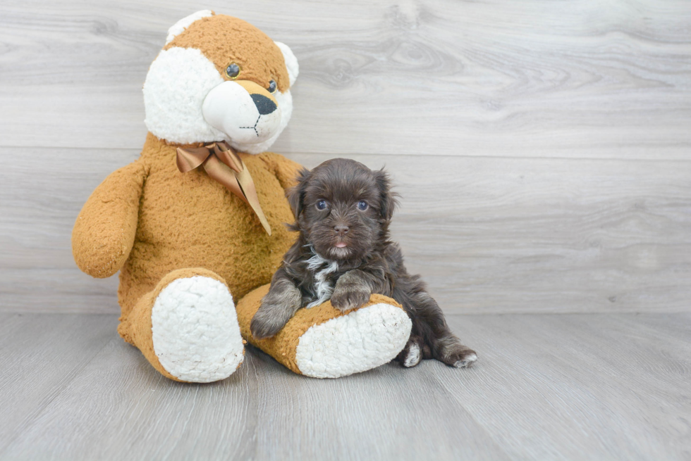 Fluffy Havanese Purebred Puppy