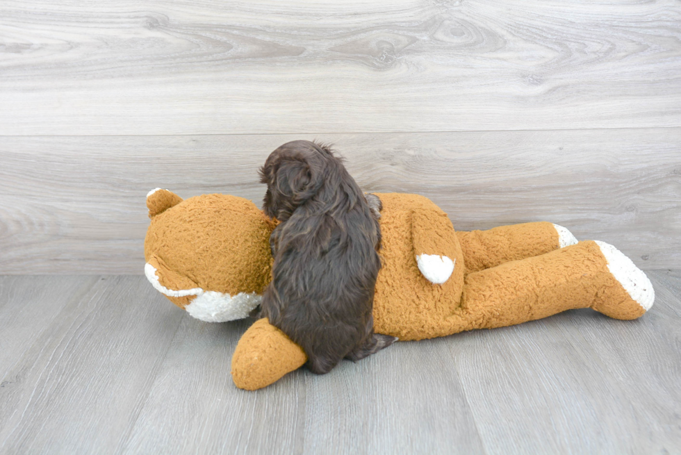 Happy Havanese Purebred Puppy