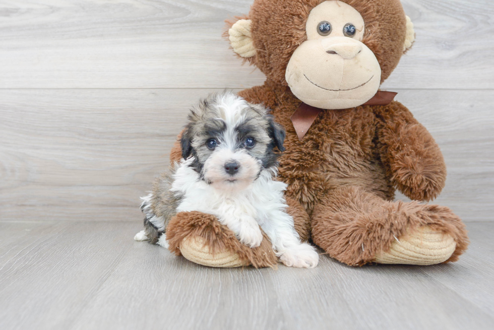 Best Havanese Baby