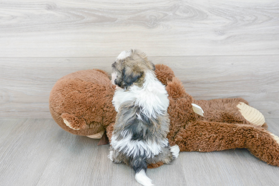 Small Havanese Baby