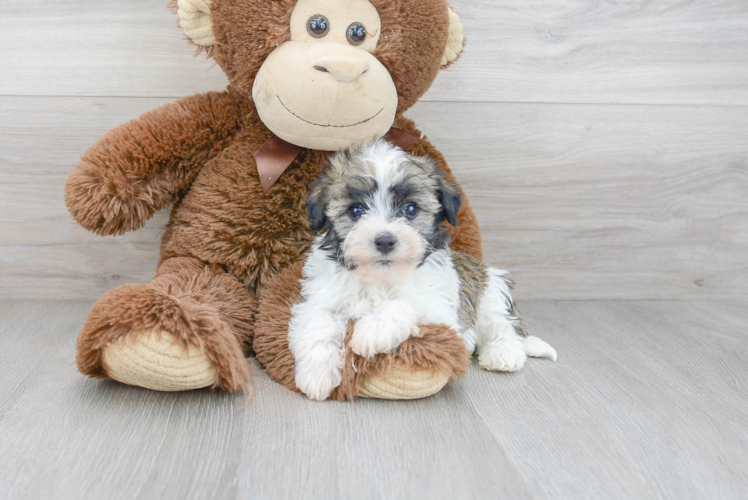 Havanese Pup Being Cute