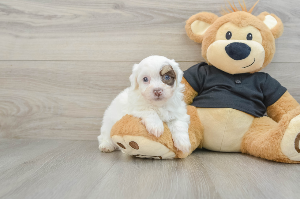 6 week old Havanese Puppy For Sale - Premier Pups