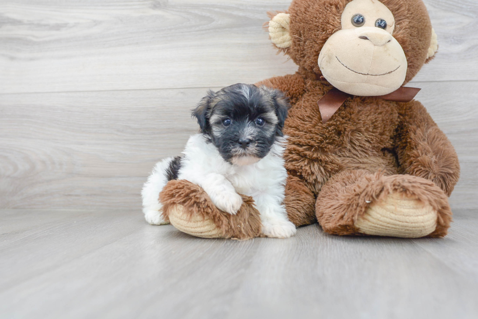 Best Havanese Baby