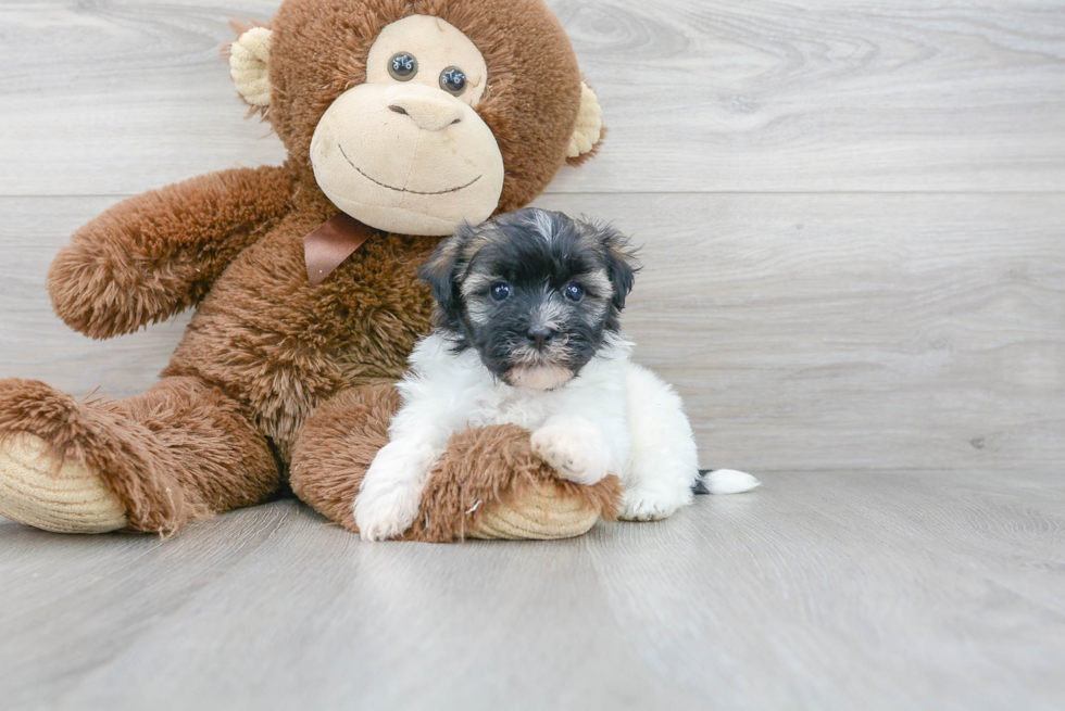 Cute Havanese Purebred Puppy