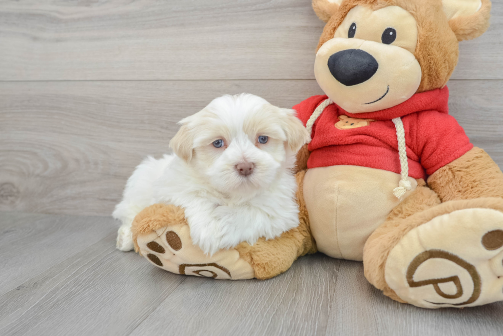 Happy Havanese Purebred Puppy