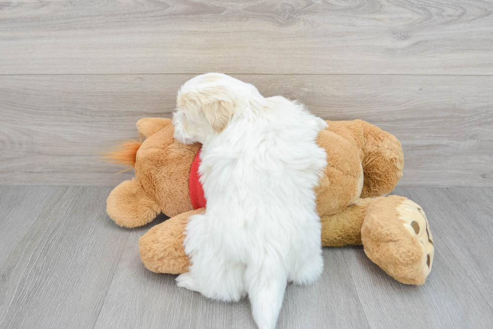 Havanese Puppy for Adoption