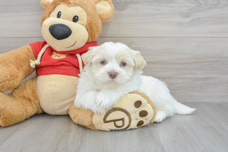 Energetic Havanese Purebred Puppy