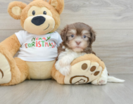 6 week old Havanese Puppy For Sale - Premier Pups