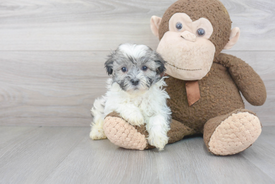 Havanese Pup Being Cute