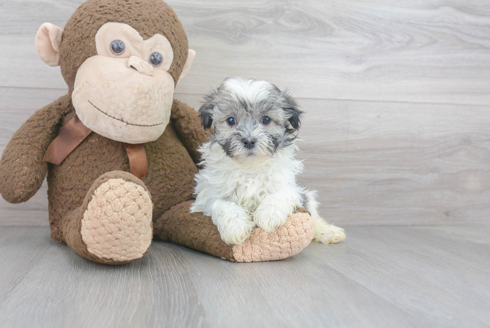 Smart Havanese Purebred Puppy