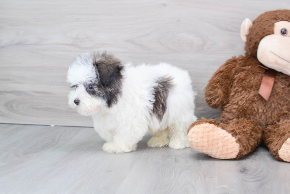 Energetic Havanese Purebred Puppy