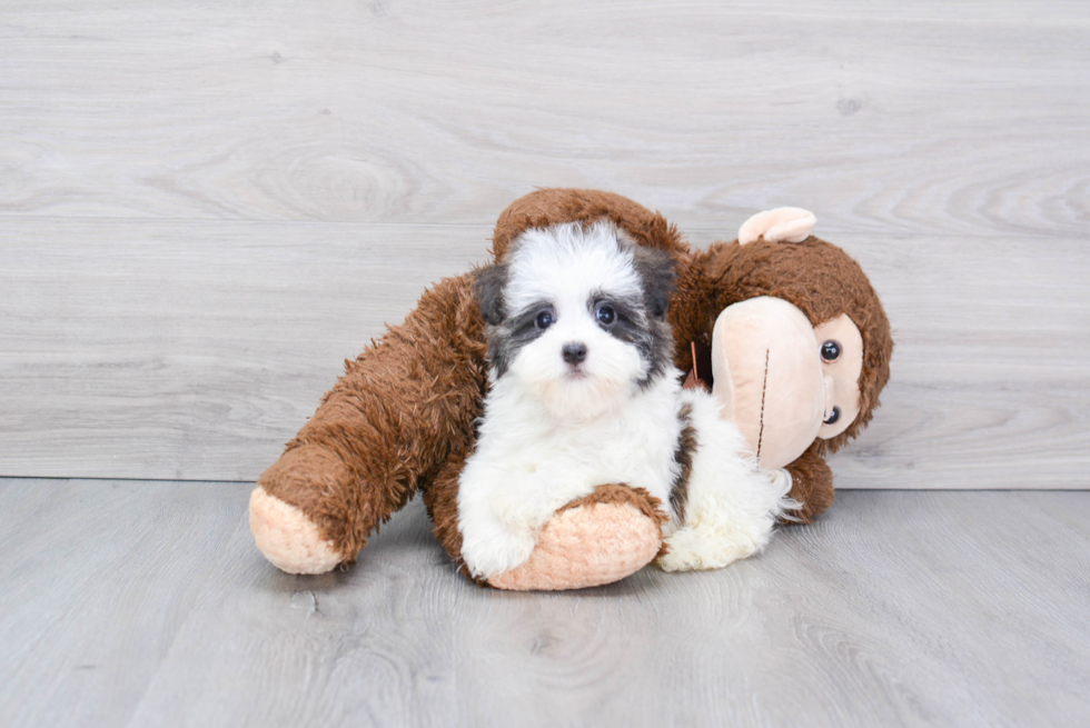 Energetic Havanese Purebred Puppy