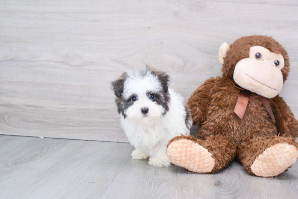 Cute Havanese Purebred Puppy