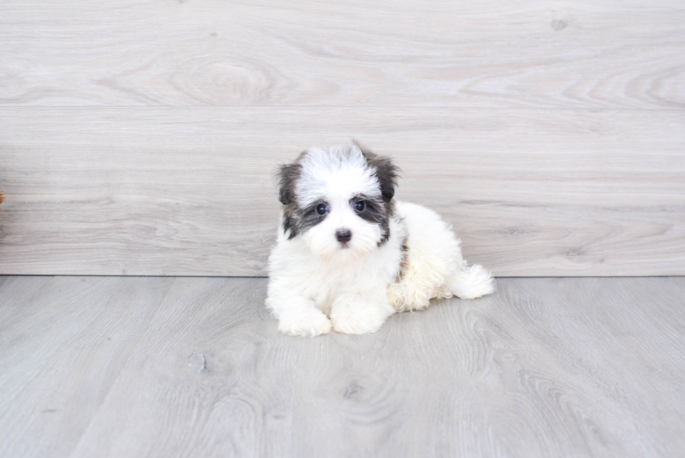 Popular Havanese Baby