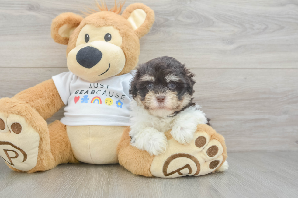 6 week old Havanese Puppy For Sale - Premier Pups