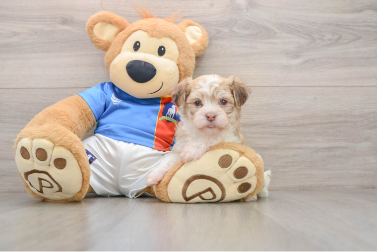 Friendly Havanese Baby