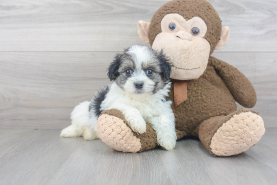 Fluffy Havanese Purebred Puppy