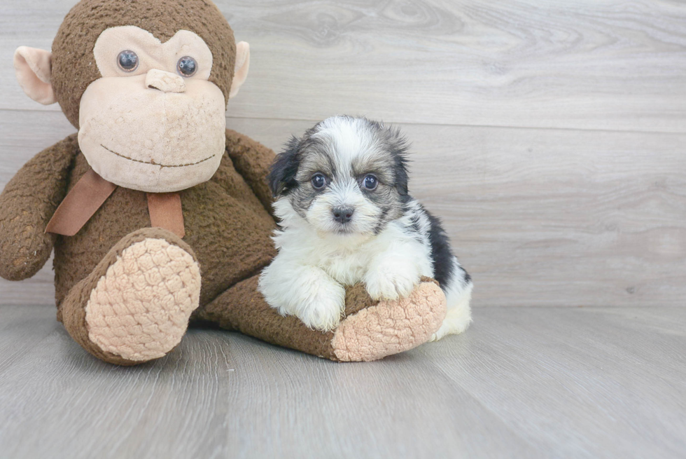 Adorable Havanese Purebred Puppy