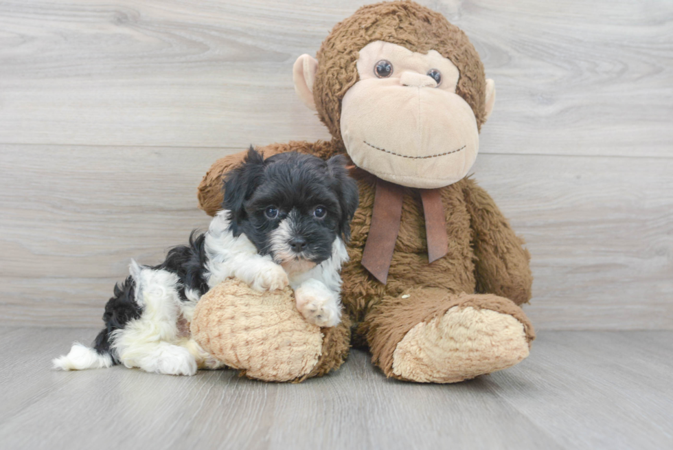 Havanese Pup Being Cute