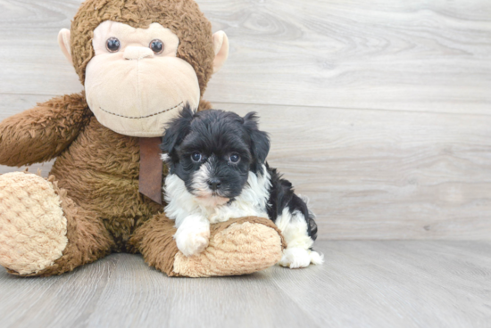 Havanese Pup Being Cute