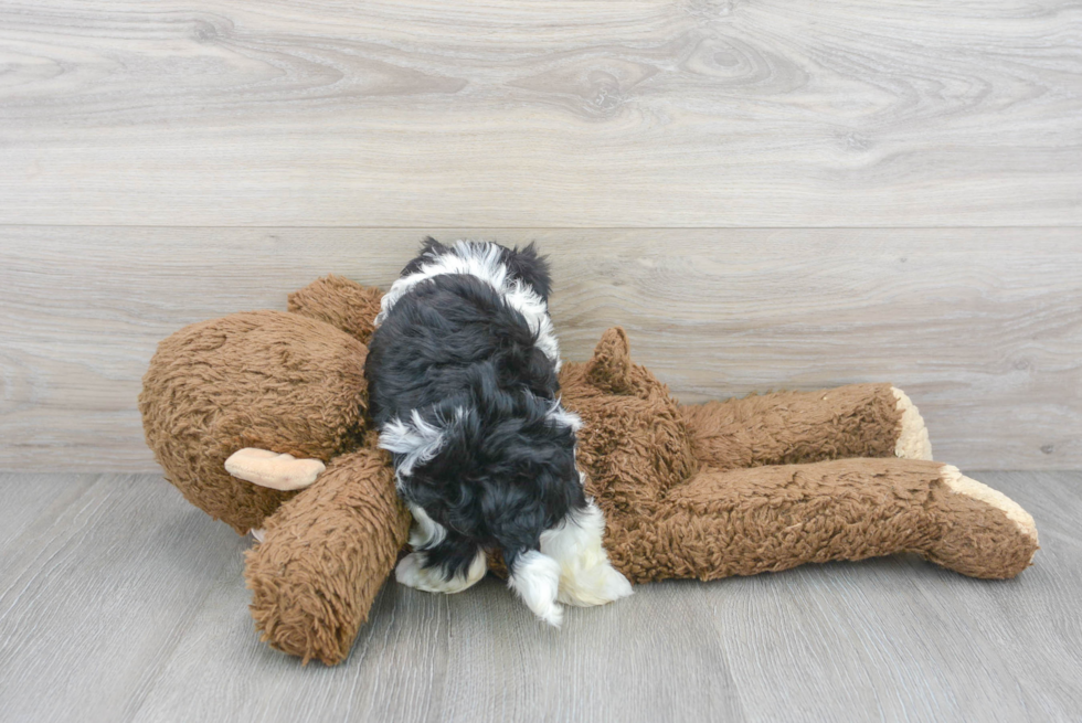 Havanese Puppy for Adoption