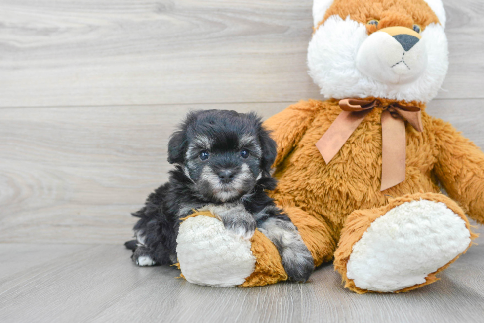 Hypoallergenic Havanese Purebred Pup