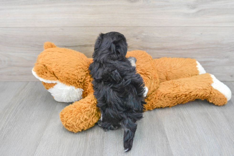 Energetic Havanese Purebred Puppy