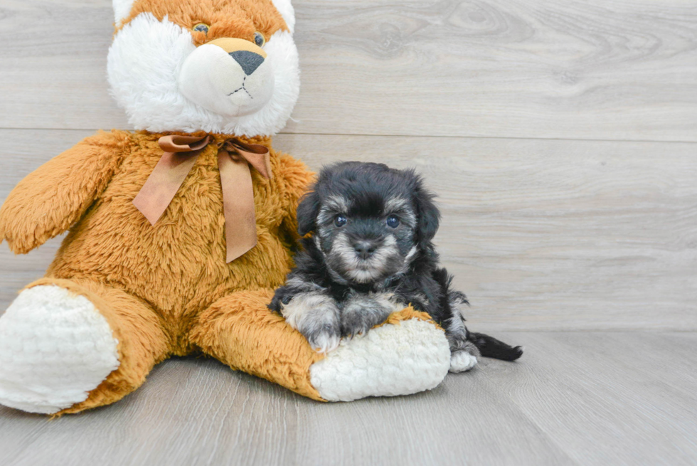 Havanese Pup Being Cute