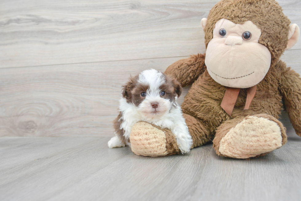 Havanese Pup Being Cute
