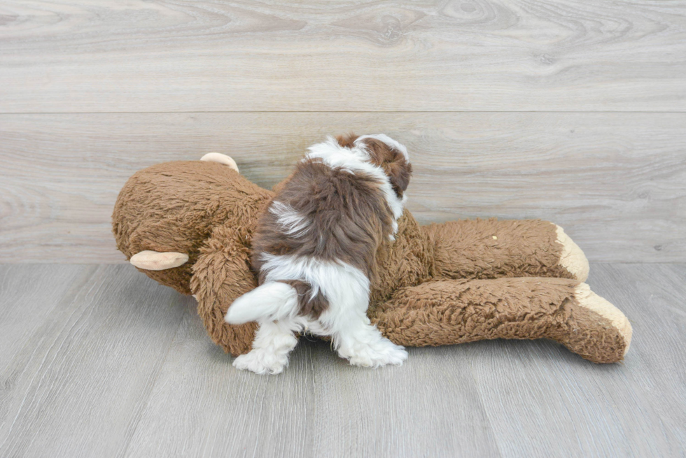 Best Havanese Baby