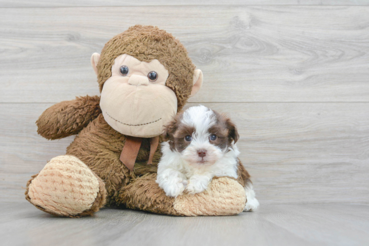 Best Havanese Baby