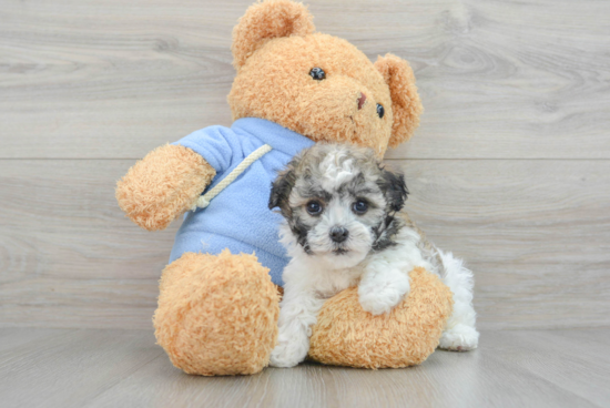 Havanese Pup Being Cute