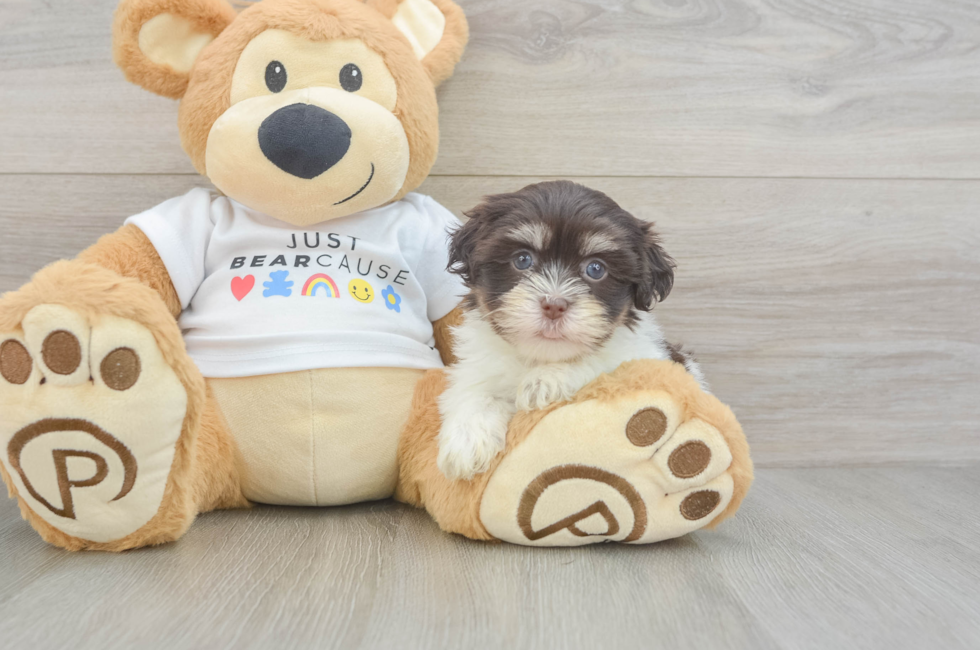 6 week old Havanese Puppy For Sale - Premier Pups