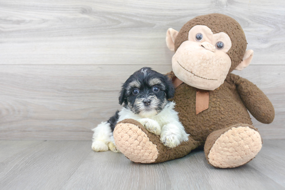 Playful Havanese Purebred Pup