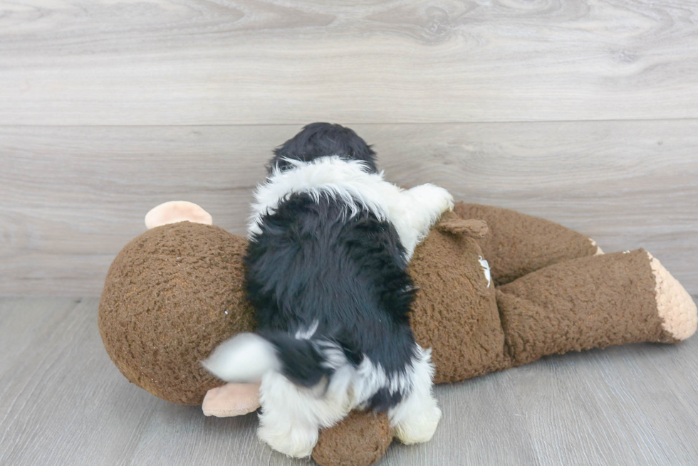 Havanese Pup Being Cute