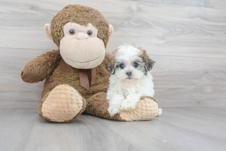 Energetic Havanese Purebred Puppy