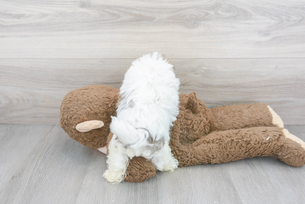 Havanese Pup Being Cute