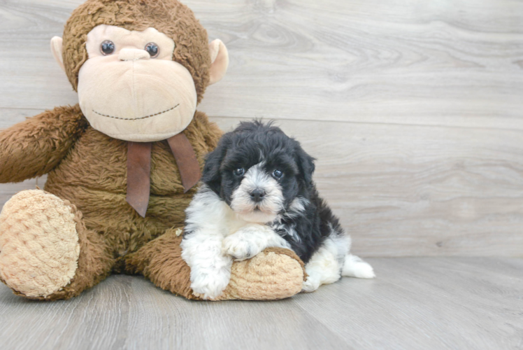 Funny Havanese Purebred Pup