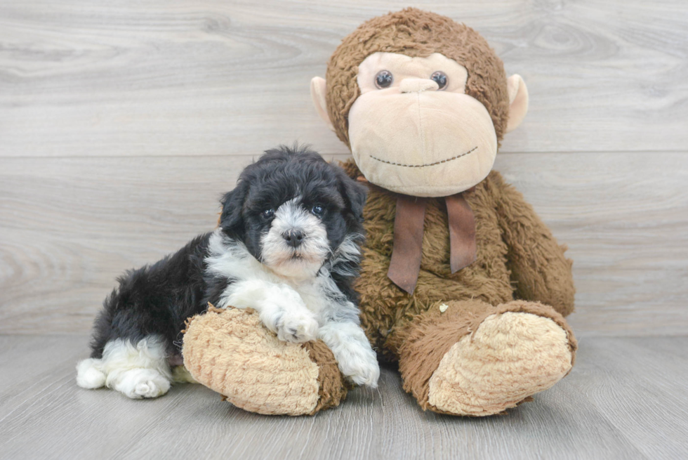 Little Havanese Purebred Pup