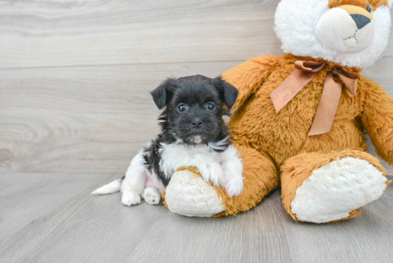 Havanese Puppy for Adoption