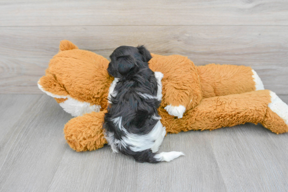 Adorable Havanese Purebred Puppy