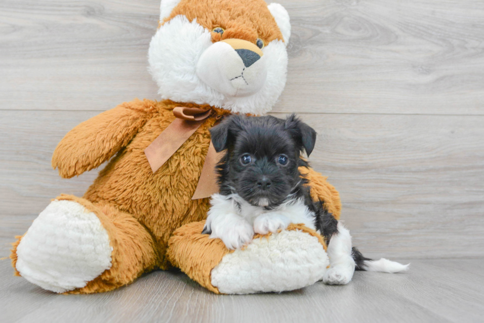 Adorable Havanese Purebred Puppy