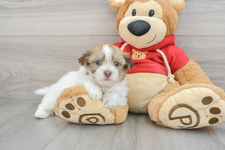 Cute Havanese Purebred Puppy