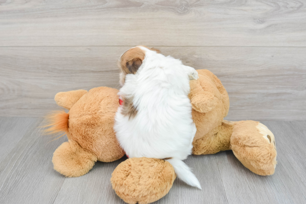 Havanese Pup Being Cute