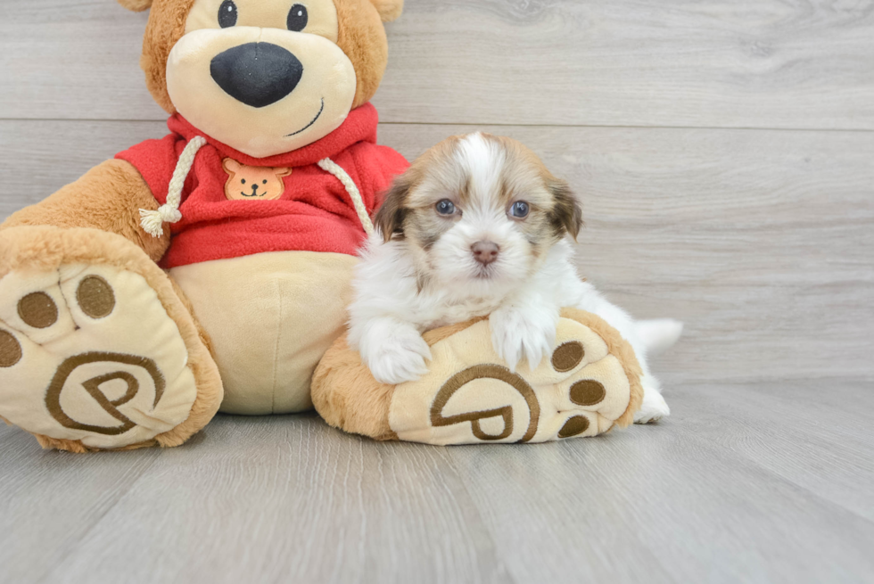Havanese Pup Being Cute