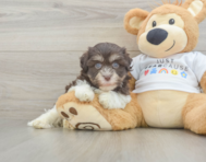 9 week old Havanese Puppy For Sale - Premier Pups