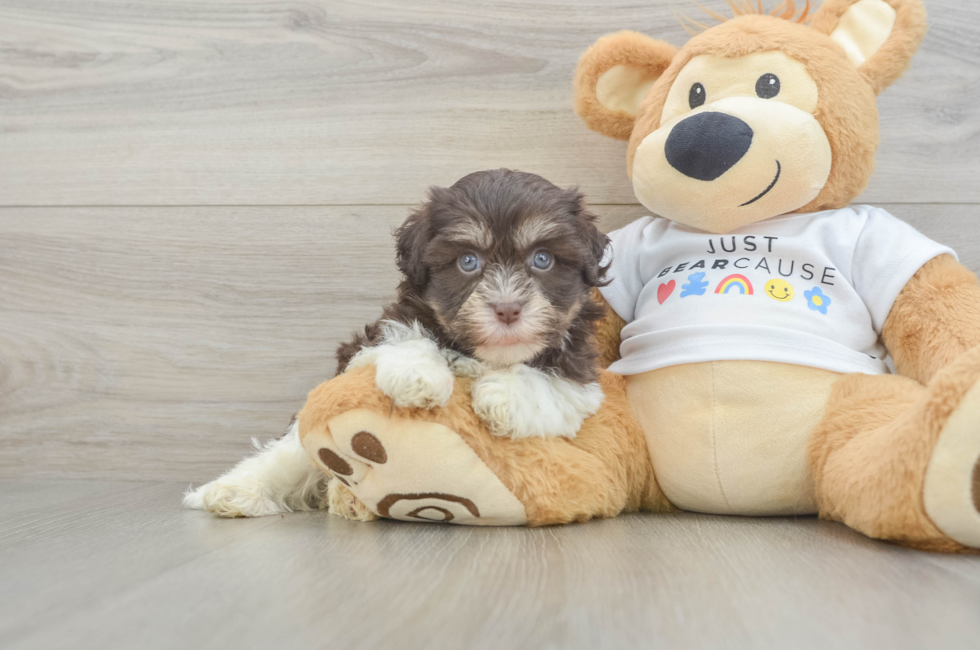 6 week old Havanese Puppy For Sale - Premier Pups