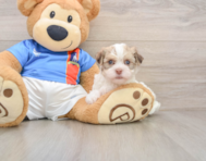 5 week old Havanese Puppy For Sale - Premier Pups