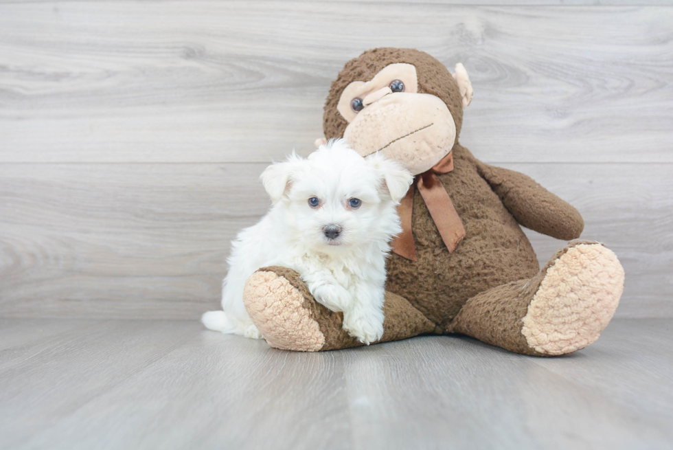 Akc Registered Havanese Purebred Pup