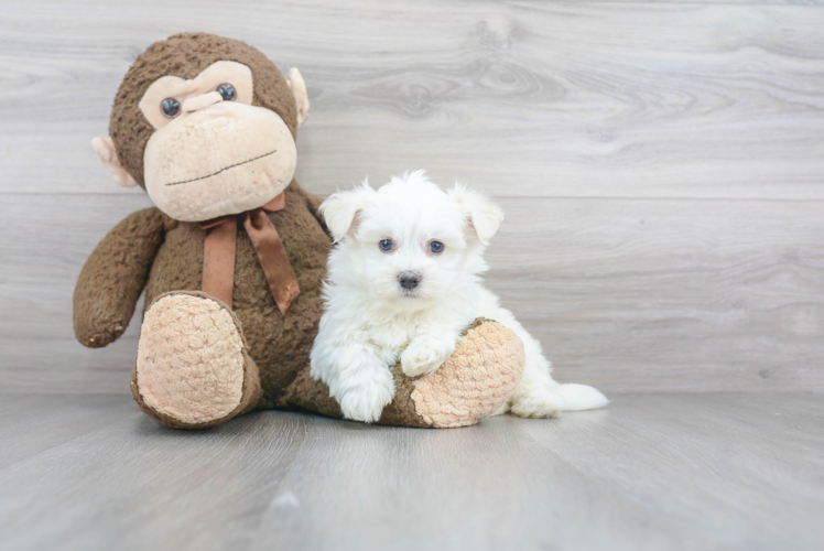 Havanese Puppy for Adoption